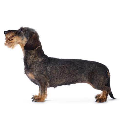 Rough deals haired dachshund